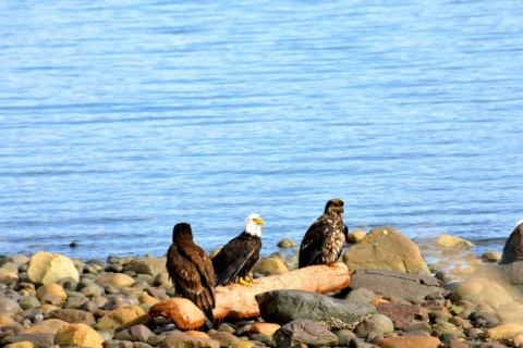 Eagles in front of the Heron's Landing Hotel